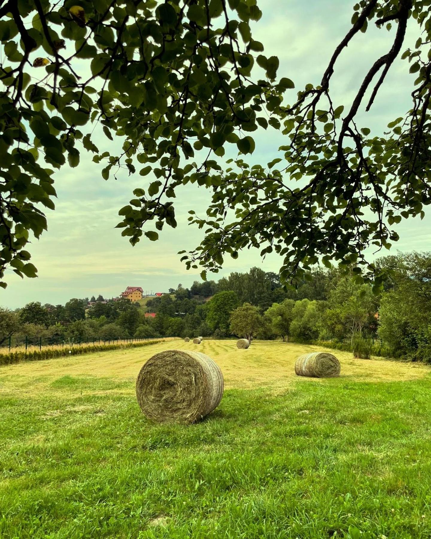 Vino Chalets Bran Sohodol  Kültér fotó